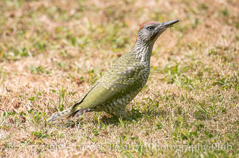Jeremy-Green Woodpecker.jpg