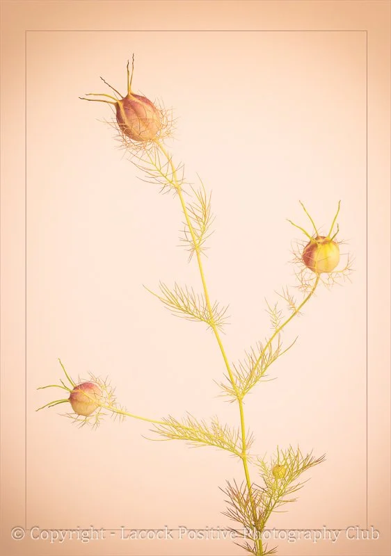 SueP_July_2025 hot and dry.jpg