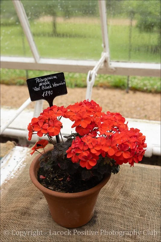 SueP_Garden Photography_2.jpg