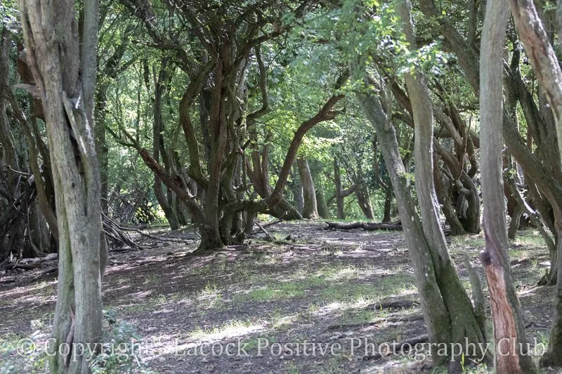 Rose Hungerford01.jpg