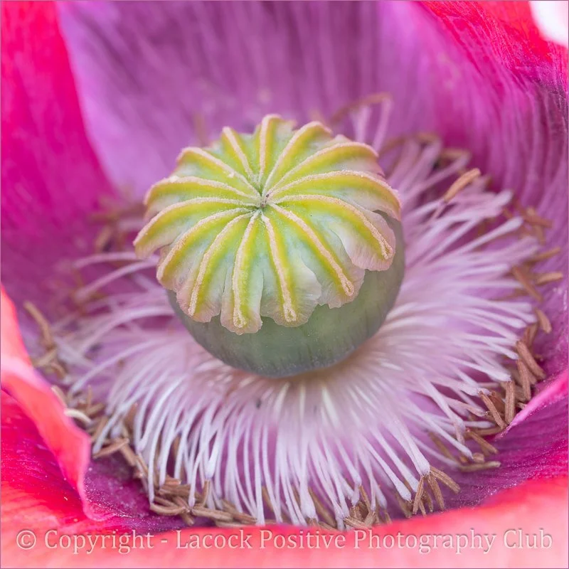 SueP_Macro 1_Poppy seedhead.jpg