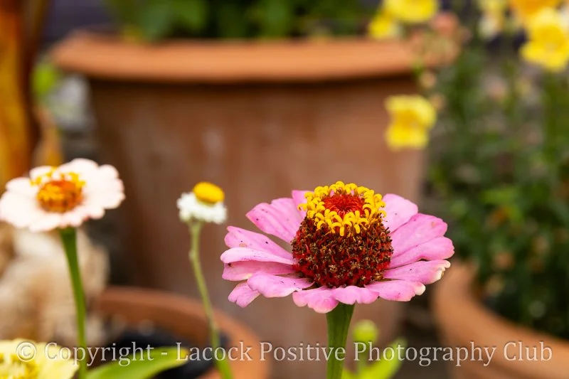 Julia _ Yeo valley_2.jpg