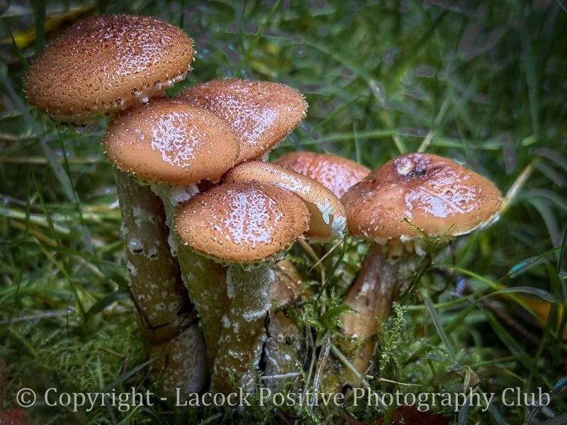 Ann H - Savernake (2).jpg