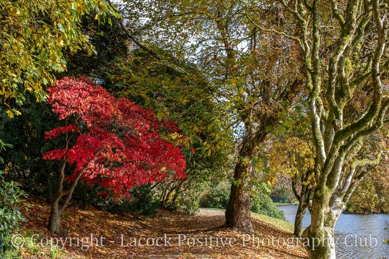 Ann H - Autumn at Stourhead_.jpg