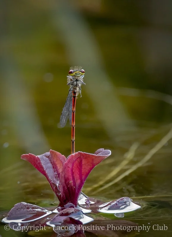 Craig P - Garden - Large Red Damsel.jpg