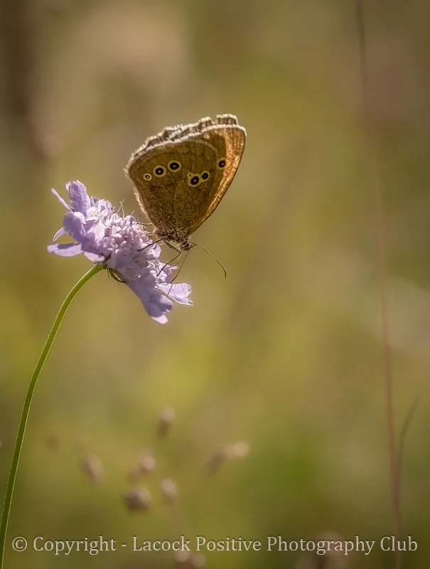 Craig - Ringlet Butterfly on Scabious.jpg