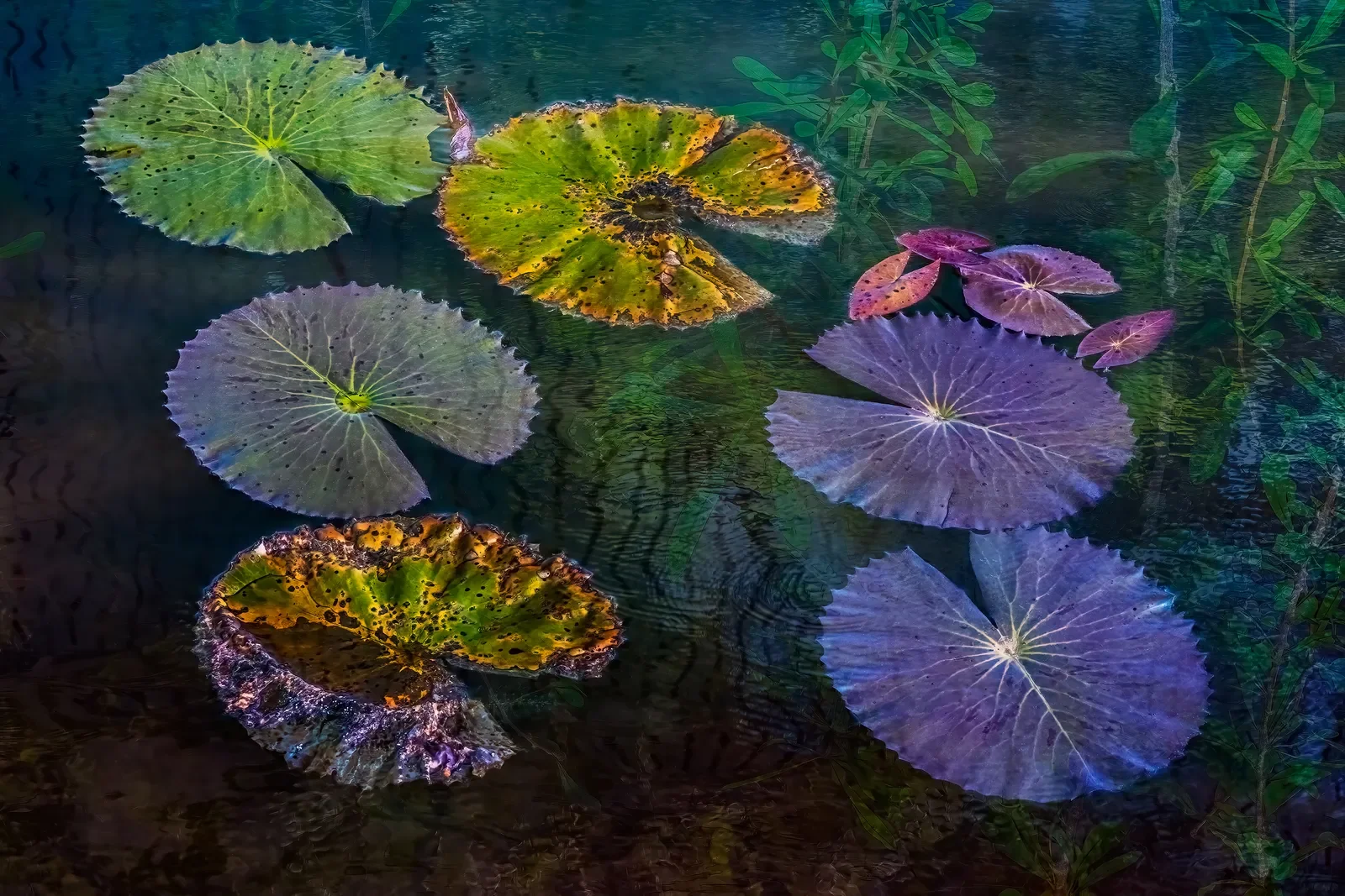 angkor-wat-lilly-07.webp