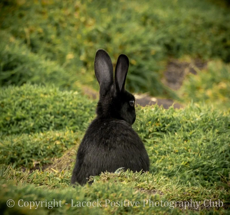 Ann - Rabbit on Skomer Island_.jpg
