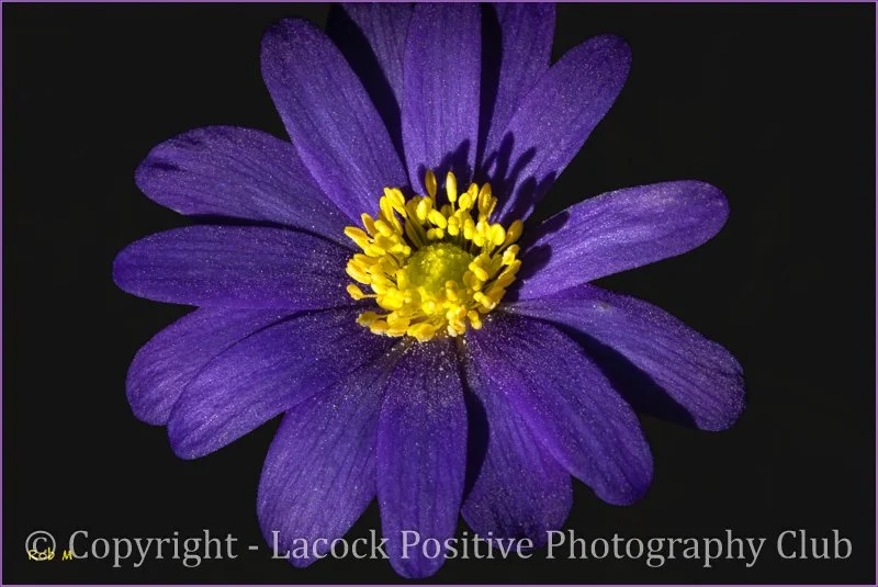Rob_Garden_Anemone blanda.jpg