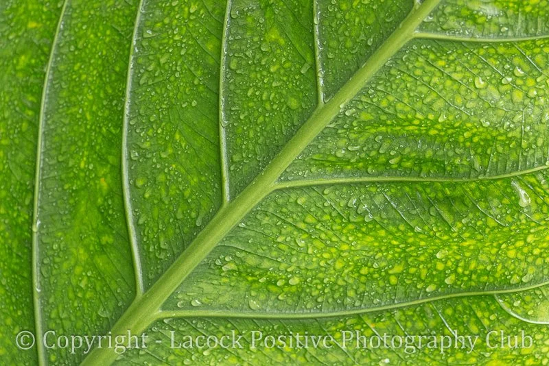 Tony Bamford - Leaf.jpg