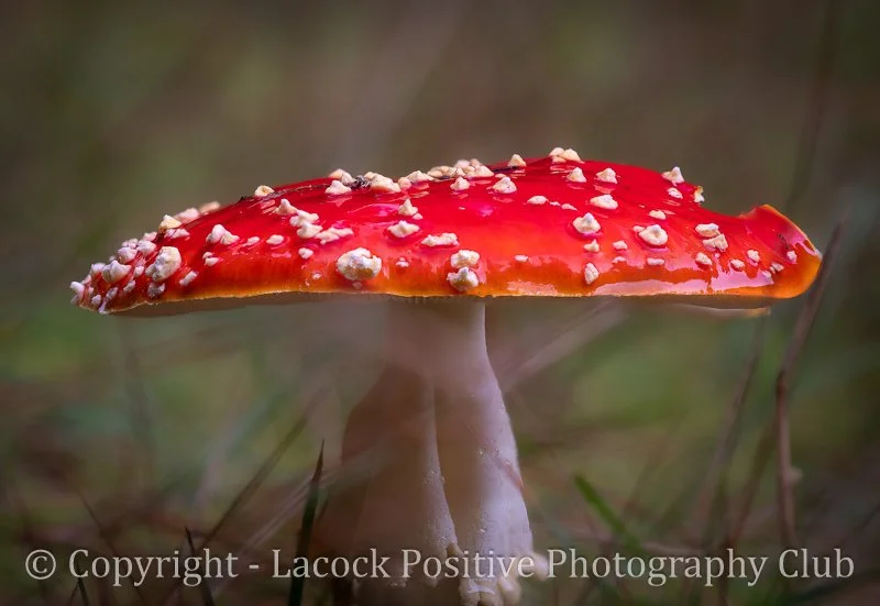 Craig P - Sav - Fly Algaric.jpg