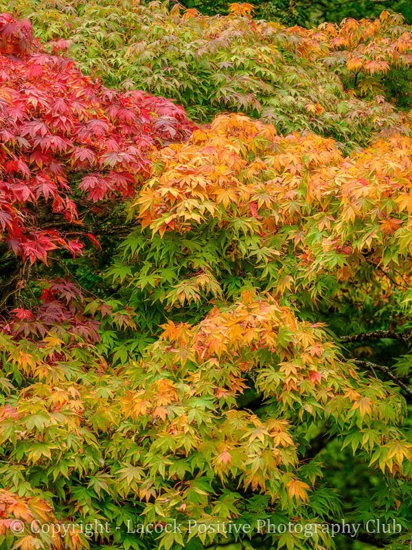 Tony Bamford - Autumn Colour.jpg