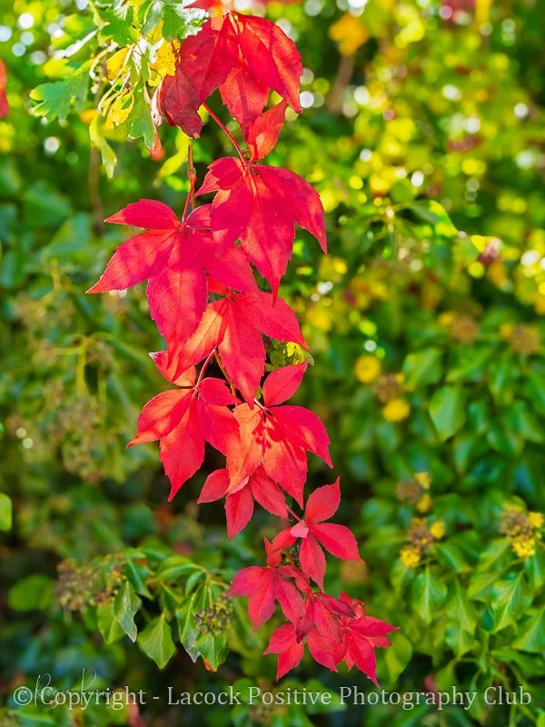 Roger - Red Leaves.jpg