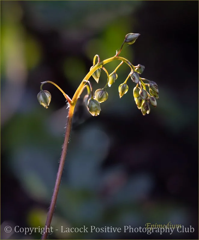 Amanda_Garden Photo.1.jpg