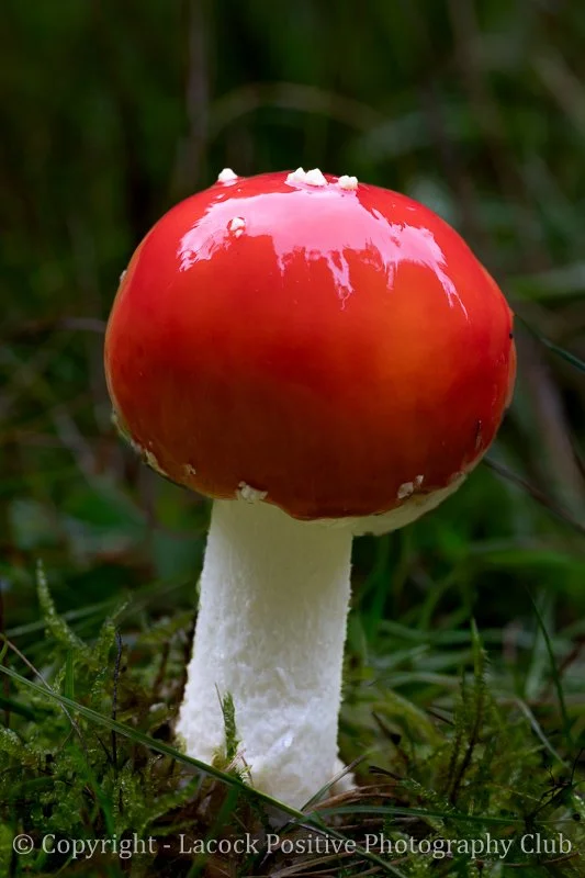 Lesley-Savernake1-Fly Agaric.jpg