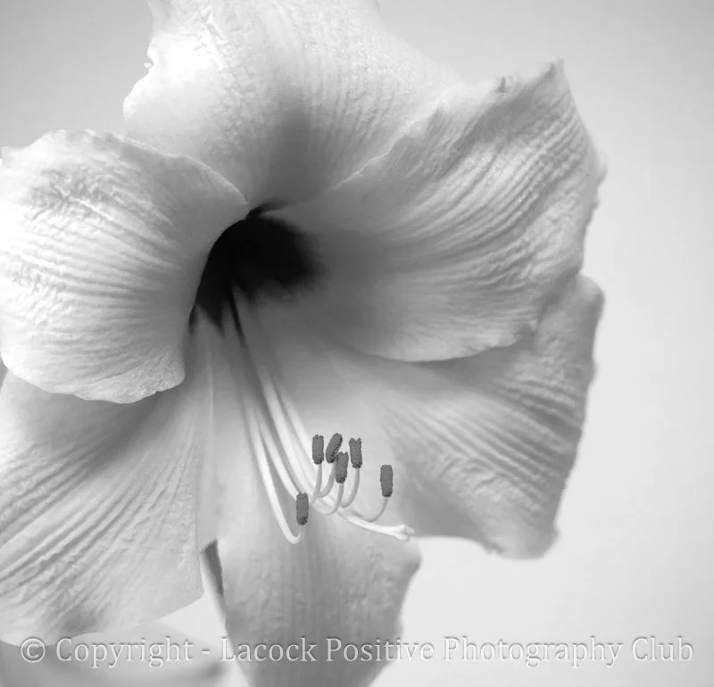 Caroline black and white_wildlife.jpg