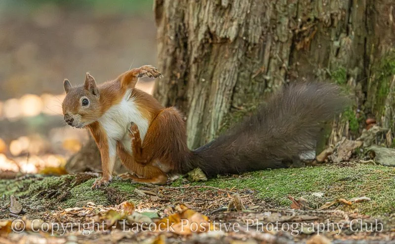 Pam Bamford - Scratching.jpg