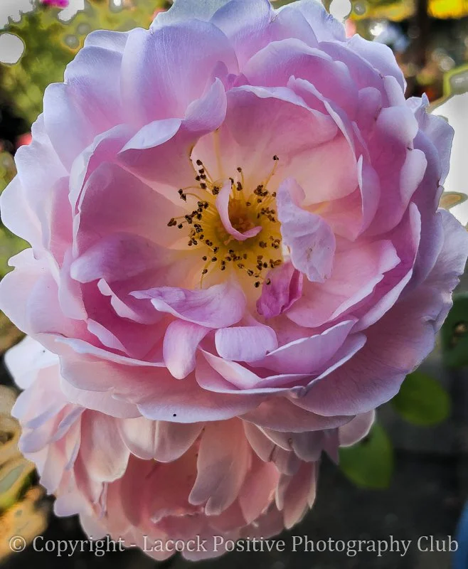 Ann - Roses in my garden.jpg
