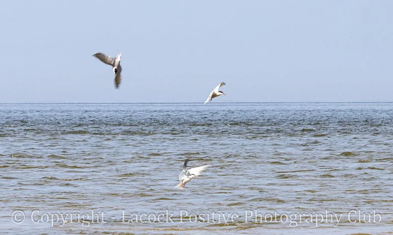 Movement David S-3.jpg