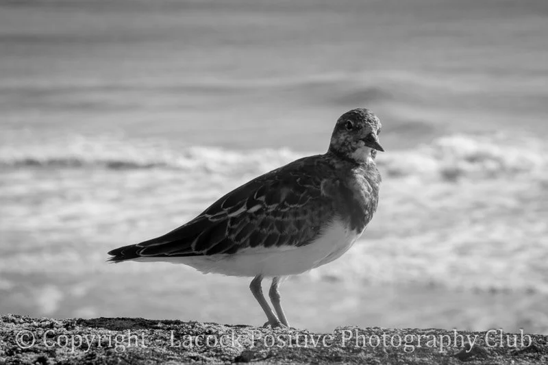 Derek L - BW Ruddy Turnstone.jpg