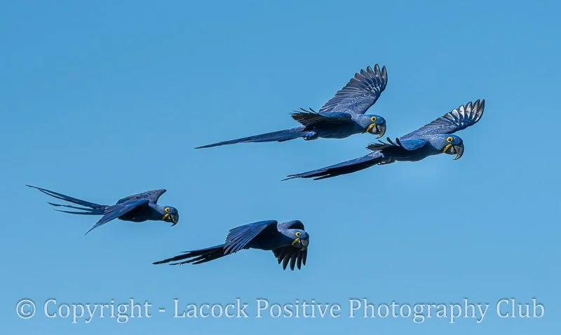 Copy of Copy of Jeremy-Macaw.jpg