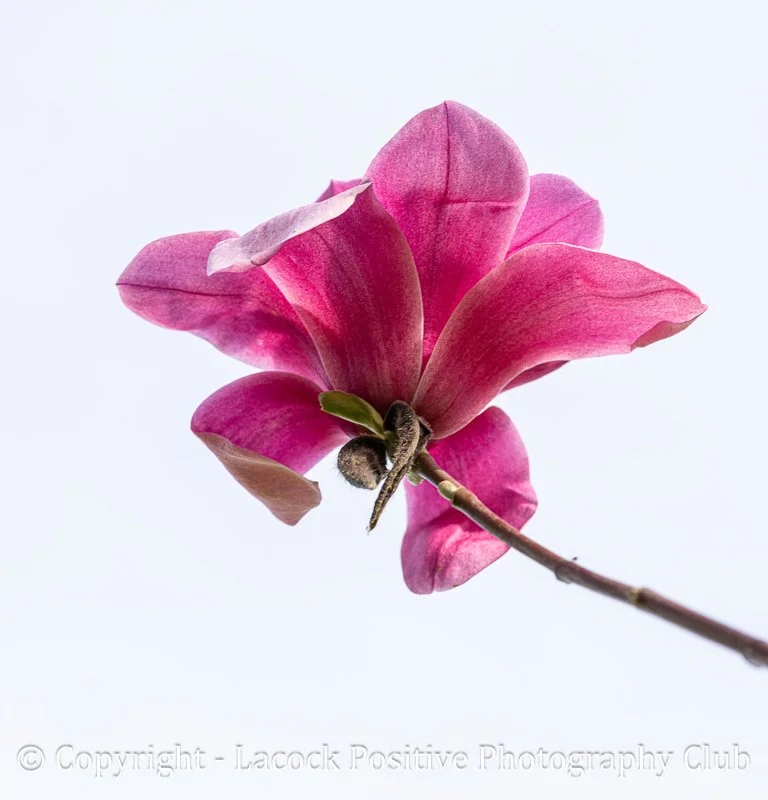 Pam Bamford - Magnolia.jpg