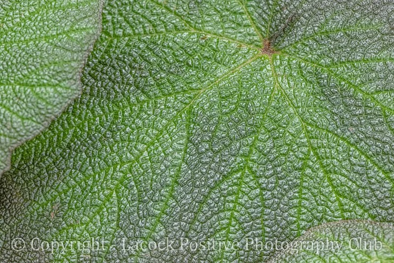 Tony Bamford - Leaf.jpg