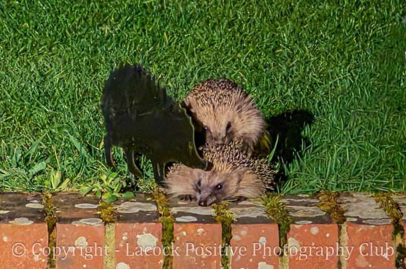 March 26 David S.jpg