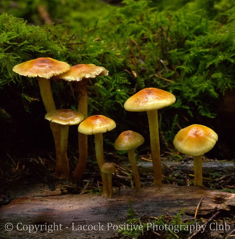 Caroline_Autumn colour.jpg