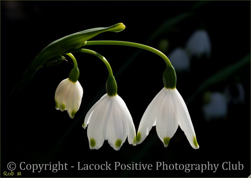 Rob_Garden_Leucojum.jpg