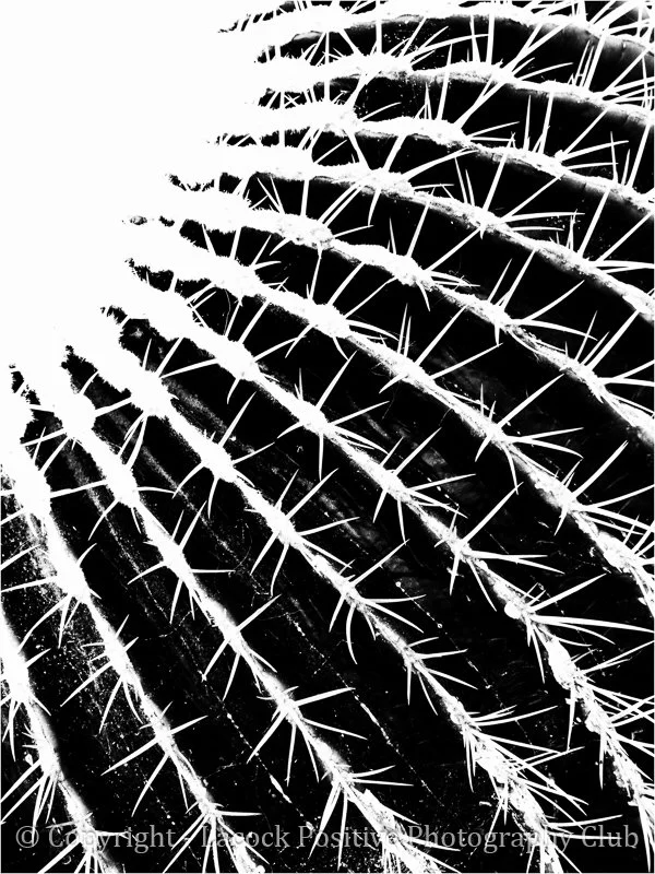 SueP_T for Terrifying Texture.jpg