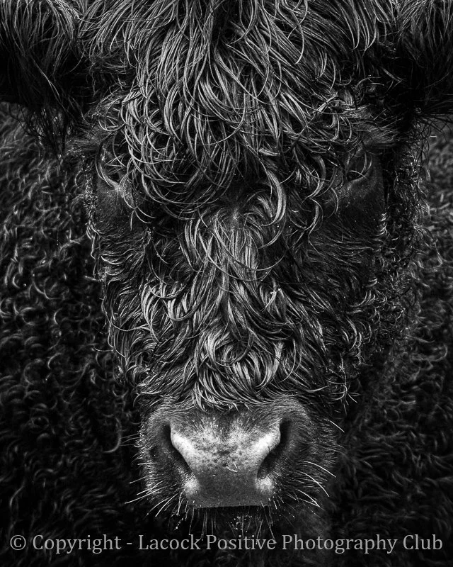 Danny - Belted Galloway At Woodchester.jpg