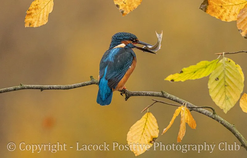 Pam Bamford - Gone Fishing.jpg