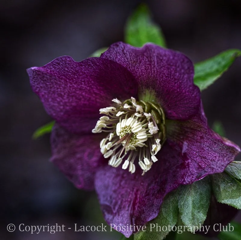 Caroline_Macro 1.jpg