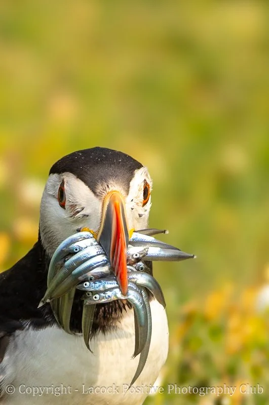 Copy of Copy of Helen June pic.jpg