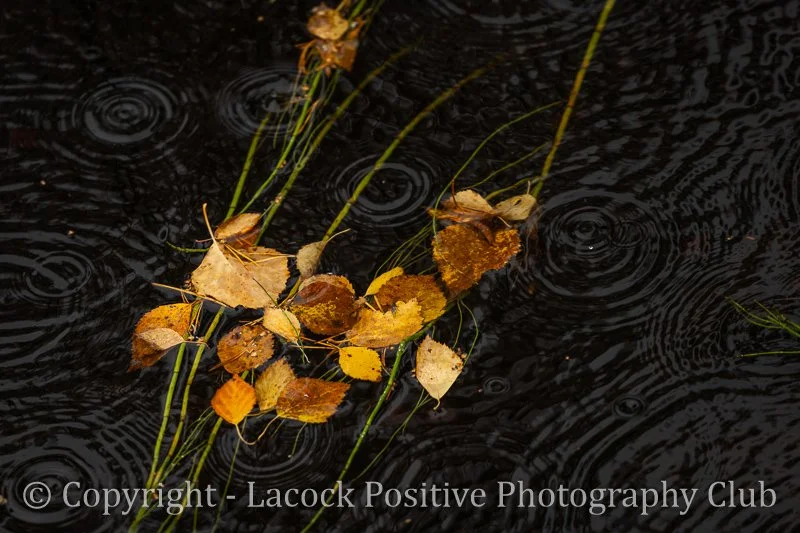 Julia Rain_Julia.jpg