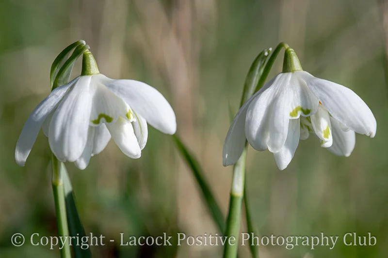 Derek L - Macro Photo 2.jpg