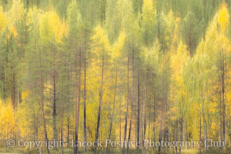 Julia _ autumn colour-3185.jpg