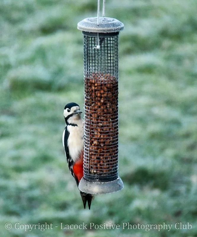 Adam_Woodpecker_Garden.jpg