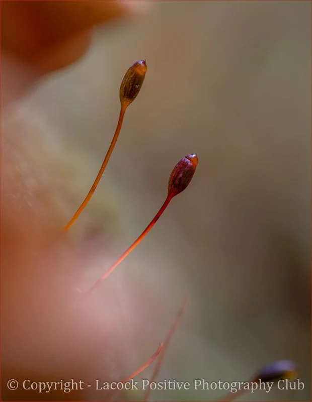 Craig P - Macro - Redshank Moss.jpg