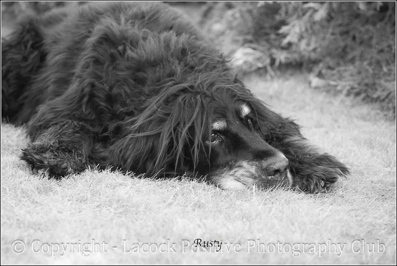 Amanda_R for Rusty.jpg