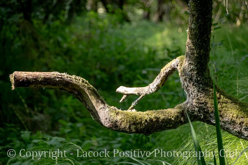 Derek L - World Photography Day 2025.jpg