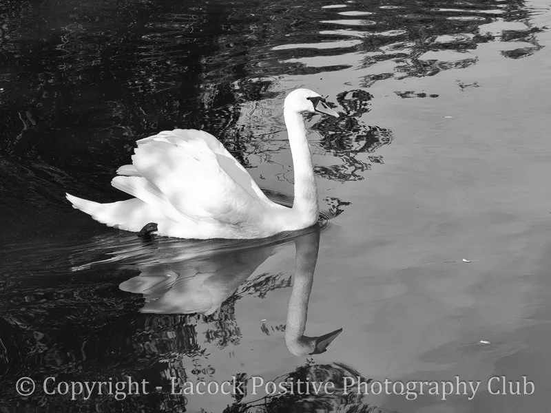 Roger - Swan BW.jpg