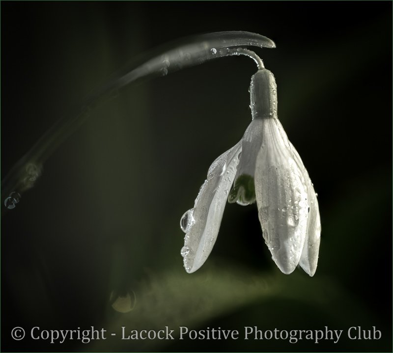 Craig P - Garden - Snowdrop.jpg