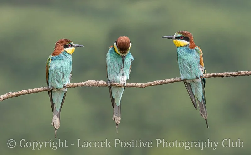 Tony Bamford - Shame.jpg