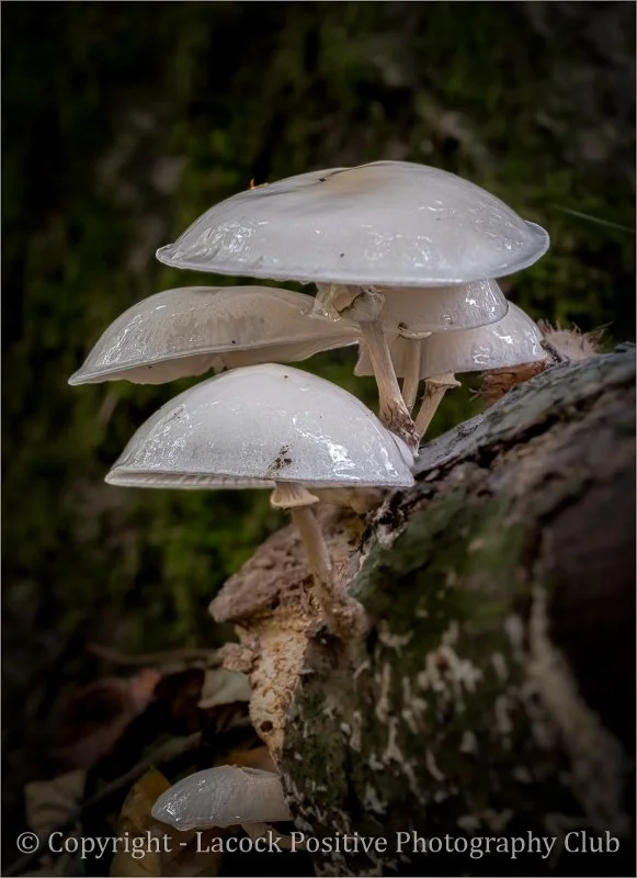 Craig P - Sav - Porcelin Fungus.jpg