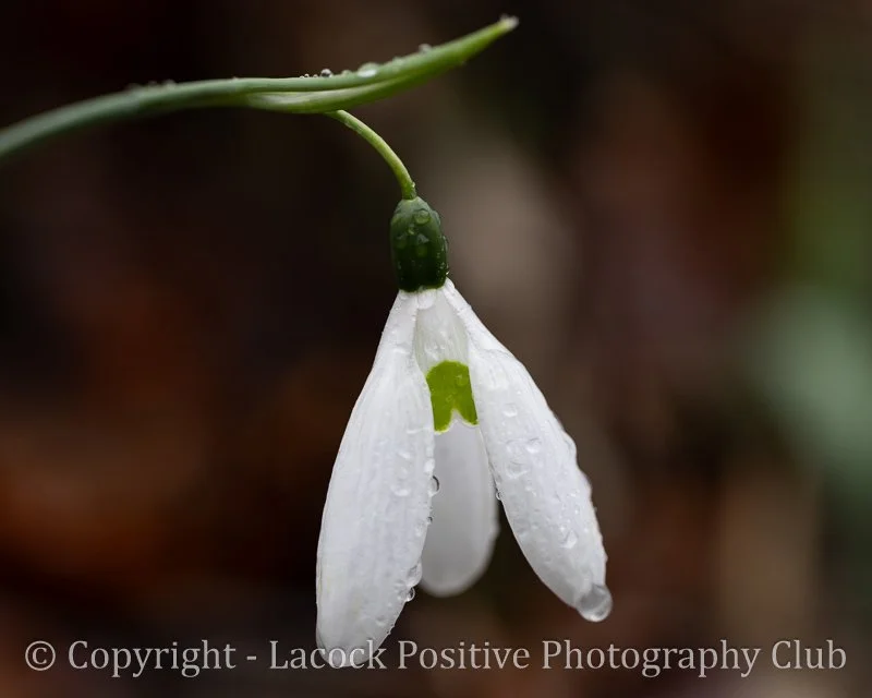 Lesley-Macro2-Snowdrop.jpg