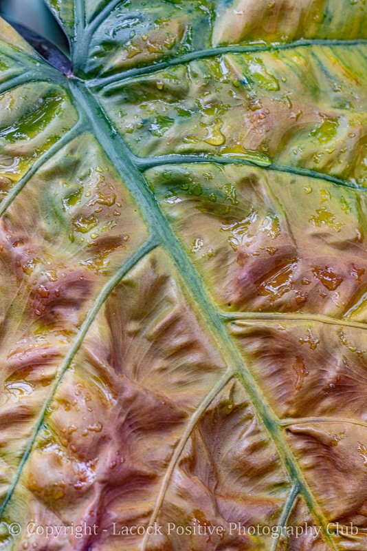 Pam Bamford - Leaf Textures.jpg
