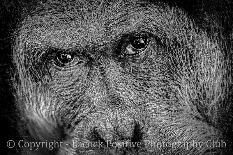 Craig - Wildlife - Accusing Eyes.jpg