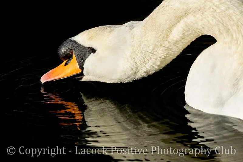 Julia December photo.jpg